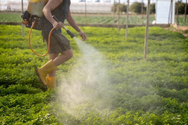 Best Affordable Pest Control Services  in Rden City, GA